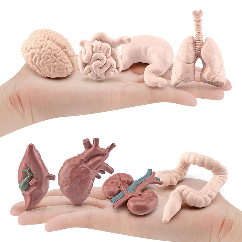 Human Body Model Learning Educational Toys for Children