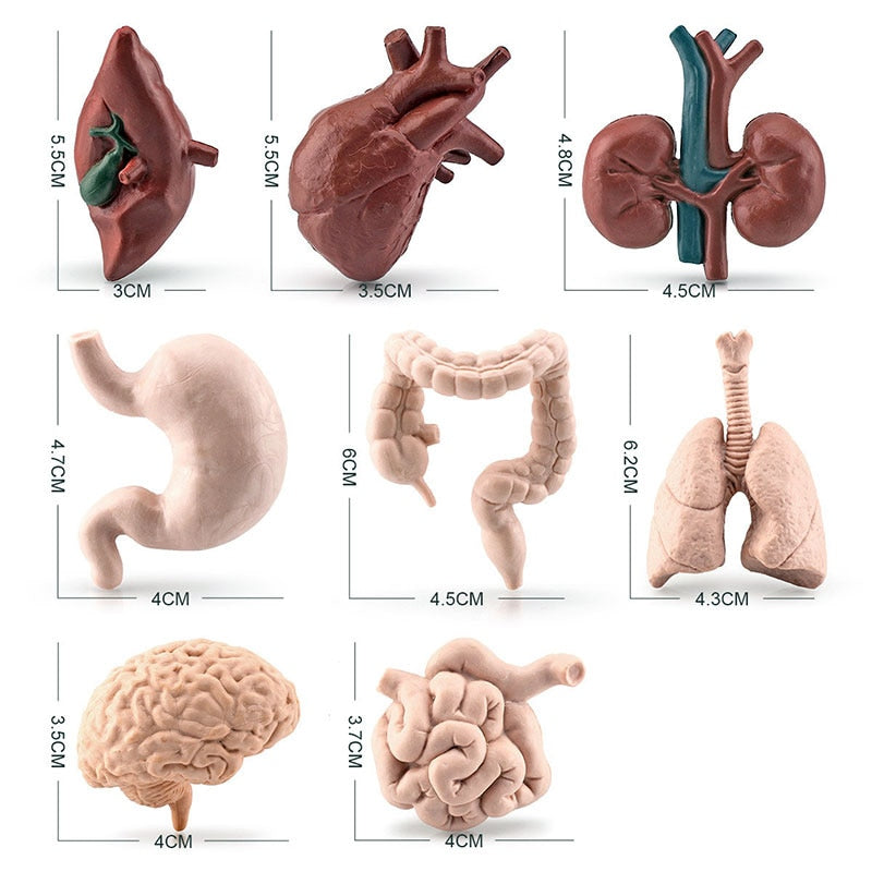 Human Body Model Learning Educational Toys for Children