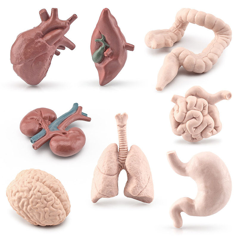 Human Body Model Learning Educational Toys for Children