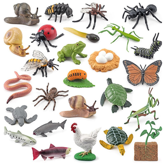 Animals, Insects and Plants Life Cycle