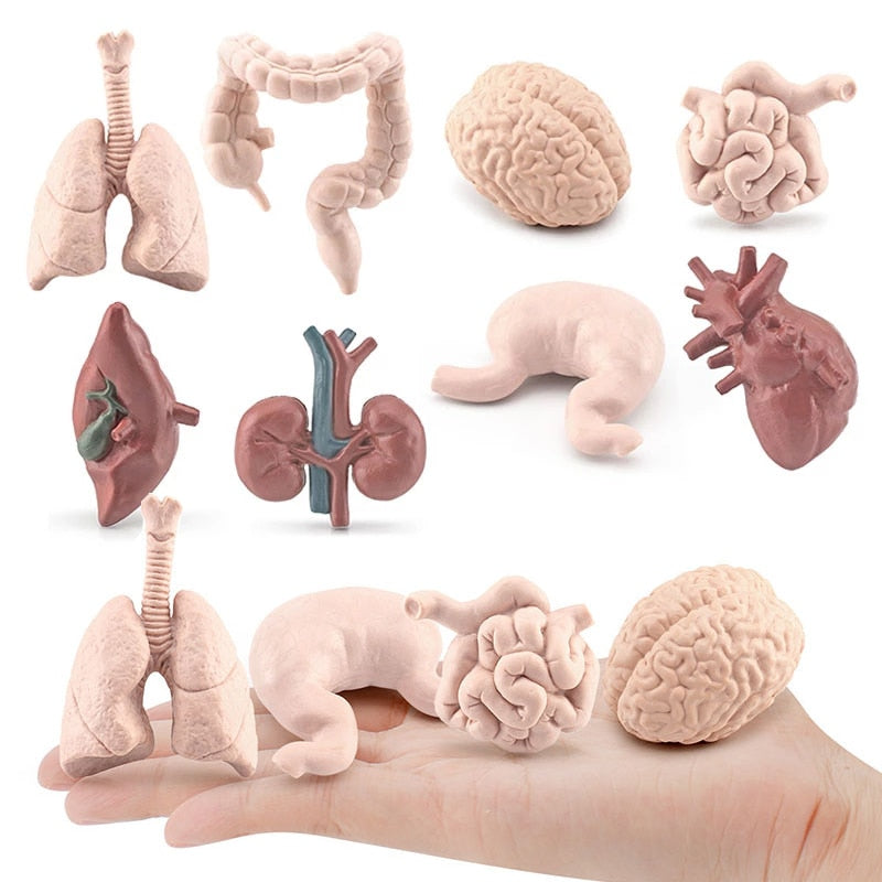 Human Body Model Learning Educational Toys for Children